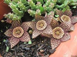 Orbea cooperi blume samen for anpflanzung bright blooms heirloom & gmo free samen for home garten 
 
 sale for anpflanzung in home garten