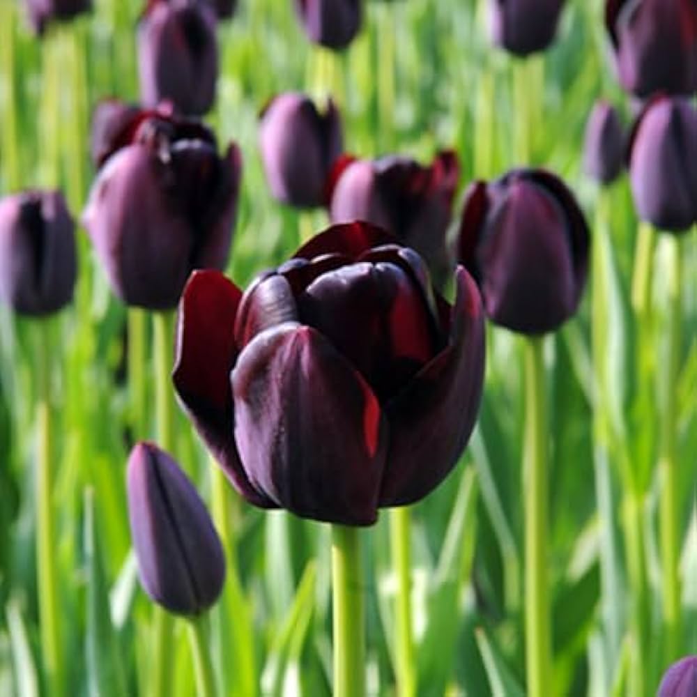 Schwarz tulip blume samen for anpflanzung - seasonal bloomer, heirloom & gmo free samen for home garten
 
 sale samen for home garten