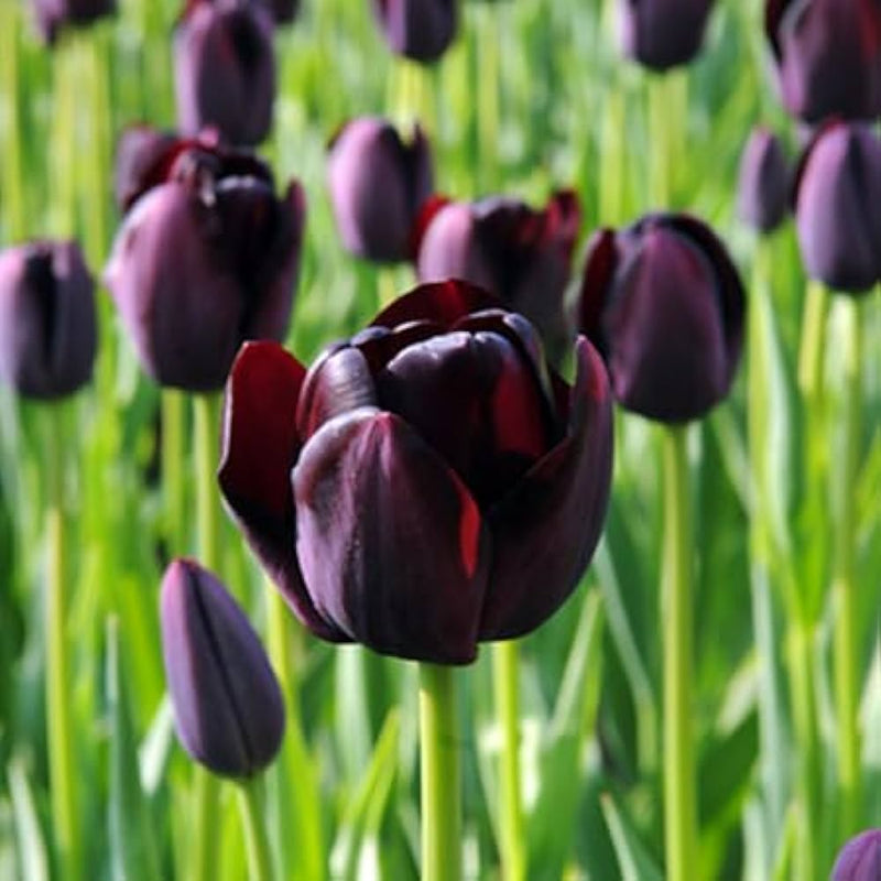 Schwarz tulip blume samen for anpflanzung - seasonal bloomer, heirloom & gmo free samen for home garten
 
 sale samen for home garten