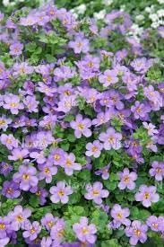 Gulliver blume samen for anpflanzung - drought tolerant, heirloom & gmo free samen for home garten
 
 sale for anpflanzung in home garten.