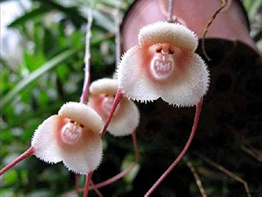 Nema Italian Orchis Monkey Blume SeedsLavender zur Aussaat Garten beliebt Traditionssorte & ohne Gentechnik Samen Hausgarten