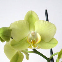 hell Grün Schmetterlingsorchidee Orchidee Blumensamen zur Aussaat Schnitt Blume beliebt Traditionssorte & ohne Gentechnik Samen Hausgarten