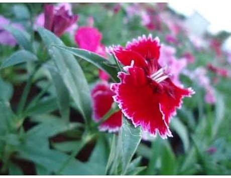 Burgundy weiß dianthus blume samen for anpflanzung fragrant blossoms heirloom & gmo free samen for home garten 
 
 sale samen for home garten anpflanzung