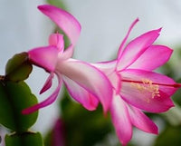 Weiß rosa zygocactus truncatus blume samen for anpflanzung - long bloom season, heirloom & gmo free samen for home garten
 
 sale for anpflanzung in home garten.