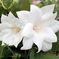 Weiß Balloon Blume Platycodon grandiflorus Astra Semi gefüllt Samen zur Aussaat patio Garten Blume Beet