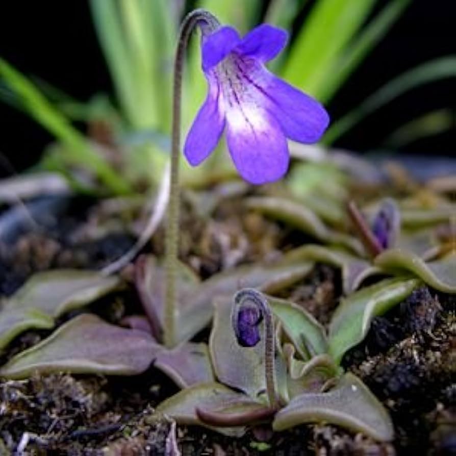 Fettkraut Poldinii Blumensamen zur Aussaat Wildblume Mischung Traditionssorte & ohne Gentechnik Samen Hausgarten