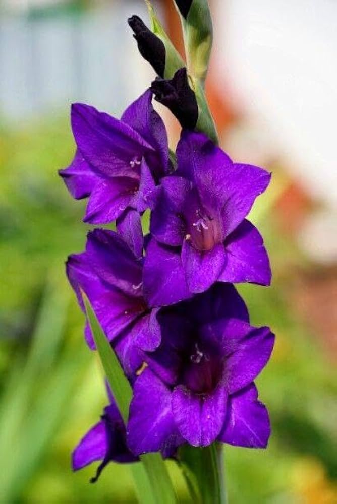 dunkel Lila Gladiole Blumensamen zur Aussaat leuchtend Blüten Traditionssorte & ohne Gentechnik Samen Hausgarten