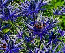 Blau holly blume samen for anpflanzung - cottage garten essential, heirloom & gmo free samen for home garten
 
 sale for anpflanzung in home garten