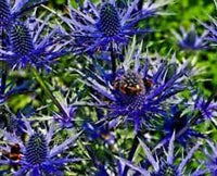 Blau holly blume samen for anpflanzung - cottage garten essential, heirloom & gmo free samen for home garten
 
 sale for anpflanzung in home garten