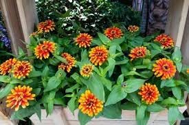 Zowie blume samen for anpflanzung - bright blooms, heirloom & gmo free samen for home garten
 
 sale samen for home garten
