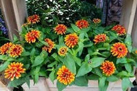 Zowie blume samen for anpflanzung - bright blooms, heirloom & gmo free samen for home garten
 
 sale samen for home garten