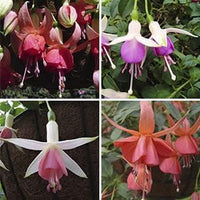 Multicolored (multicolored fuchsia) samen for anpflanzung in home garten