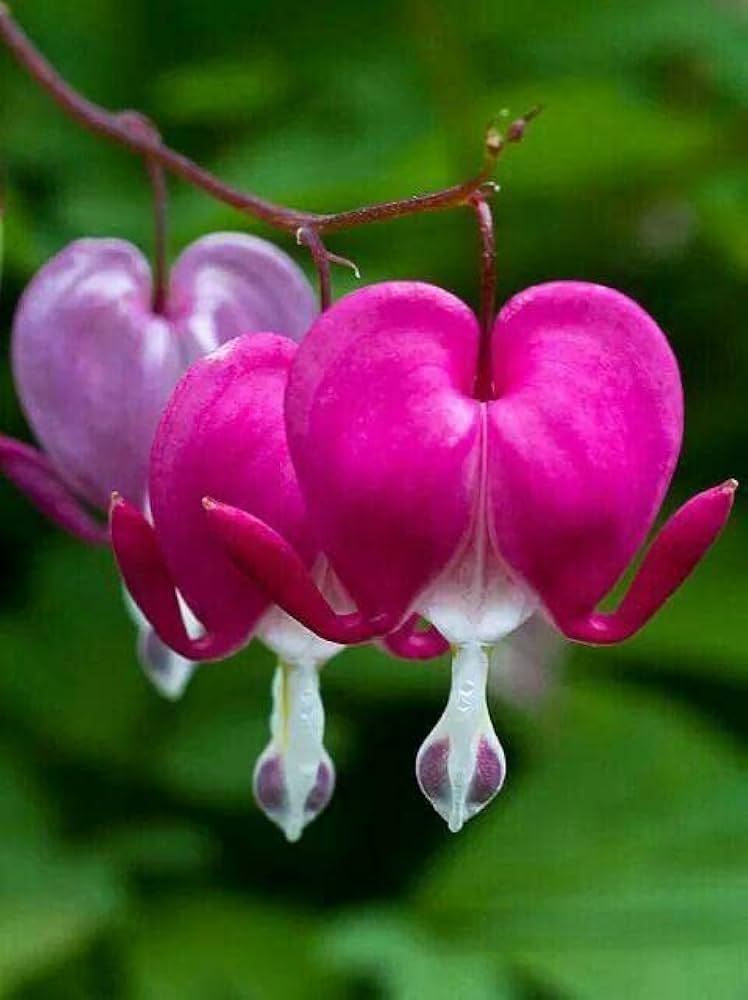 Bleeding Hearts Blumensamen zur Aussaat Landhaus Garten wichtig Traditionssorte & ohne Gentechnik Samen Hausgarten