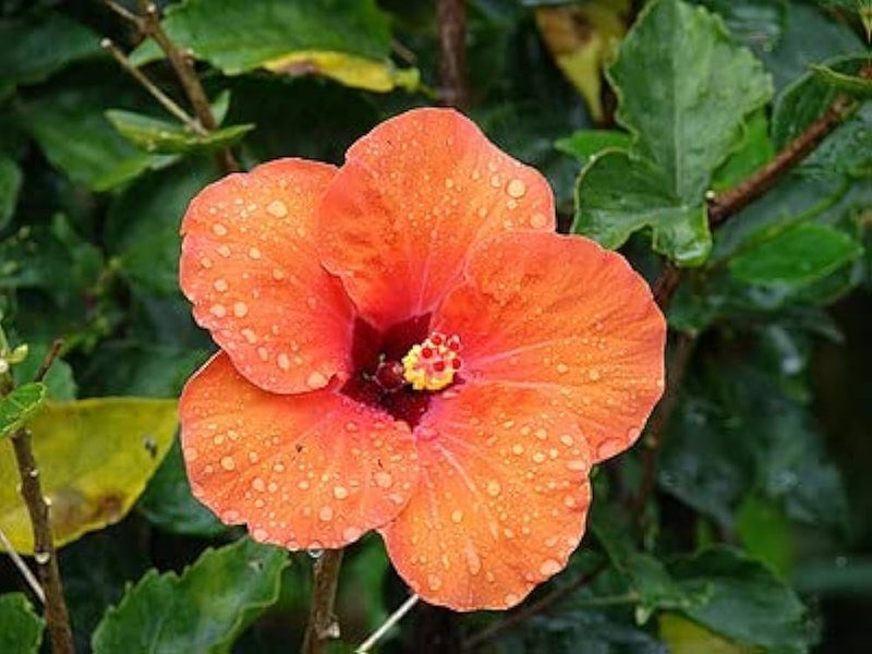 Orange hibiscus hibiscus rosa-sinensis samen for anpflanzung in blume bed