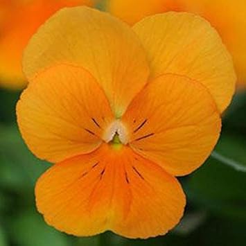 Orange viola sorbet blume samen for anpflanzung - fragrant blossoms, heirloom & gmo free samen for home garten
 
 sale samen for home garten