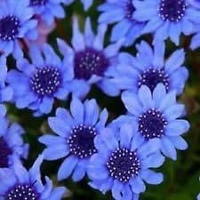 Blau felicia blume samen for anpflanzung - long bloom season, heirloom & gmo free samen for home garten
 
 sale for anpflanzung in home garten