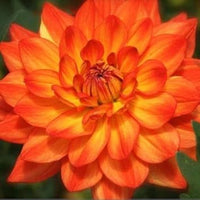 Rot weiß marigold blume samen for anpflanzung garten favorite heirloom & gmo free samen for home garten
 
 sale for anpflanzung in home garten