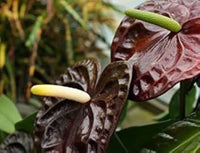 dunkel Braun Flamingoblume Blumensamen zur Aussaat pflegeleicht Traditionssorte & ohne Gentechnik Samen Hausgarten