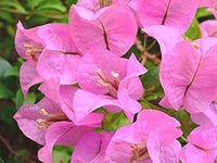Baby rosa bougainvillea blume samen for anpflanzung - perfect for borders, heirloom & gmo free samen for home garten
 
 sale samen for anpflanzung in home garten