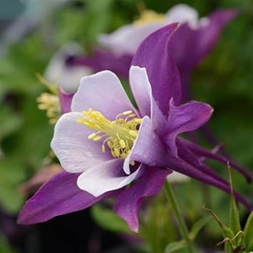 Lila aquilegia blume samen for anpflanzung - drought tolerant, heirloom & gmo free samen for home garten
 
 sale samen for home garten