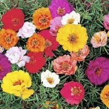 Heirloom portulaca blume samen for anpflanzung sun loving heirloom & gmo free samen for home garten
sale for anpflanzung in home garten