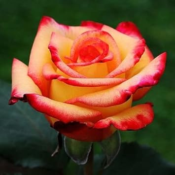 Orange gelb rose blume samen for anpflanzung drought tolerant heirloom & gmo free samen for home garten 
 
 sale samen for home garten anpflanzung