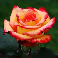 Orange gelb rose blume samen for anpflanzung drought tolerant heirloom & gmo free samen for home garten 
 
 sale samen for home garten anpflanzung