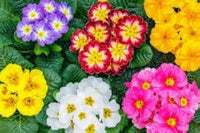 Gemischt Primel Blumensamen – Wildblume Mischung Traditionssorte & ohne Gentechnik Samen zur Aussaat Haus Gärten