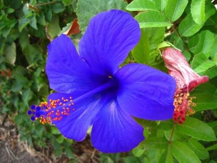 tief Blau Hibiskus Blumensamen zur Aussaat hochwertige Qualitäts- Traditionssorte & ohne Gentechnik Samen Hausgarten