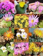 Mixed conophytum blume samen for anpflanzung - perfect for borders, heirloom & gmo free samen for home garten
 
 sale for anpflanzung in home garten.