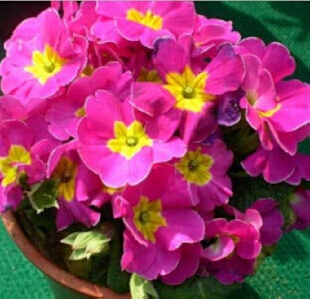 Lila Gelb Primel Malacoides Samen Blumensamen zur Aussaat leuchtend Blüten Traditionssorte & ohne Gentechnik Samen Hausgarten