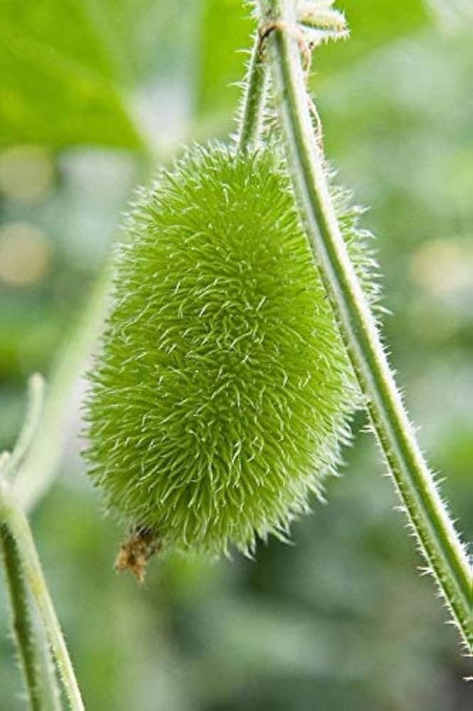Green Wooly Bear Gourd Gemüse Planting Samen
