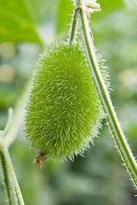 Green Wooly Bear Gourd Gemüse Planting Samen