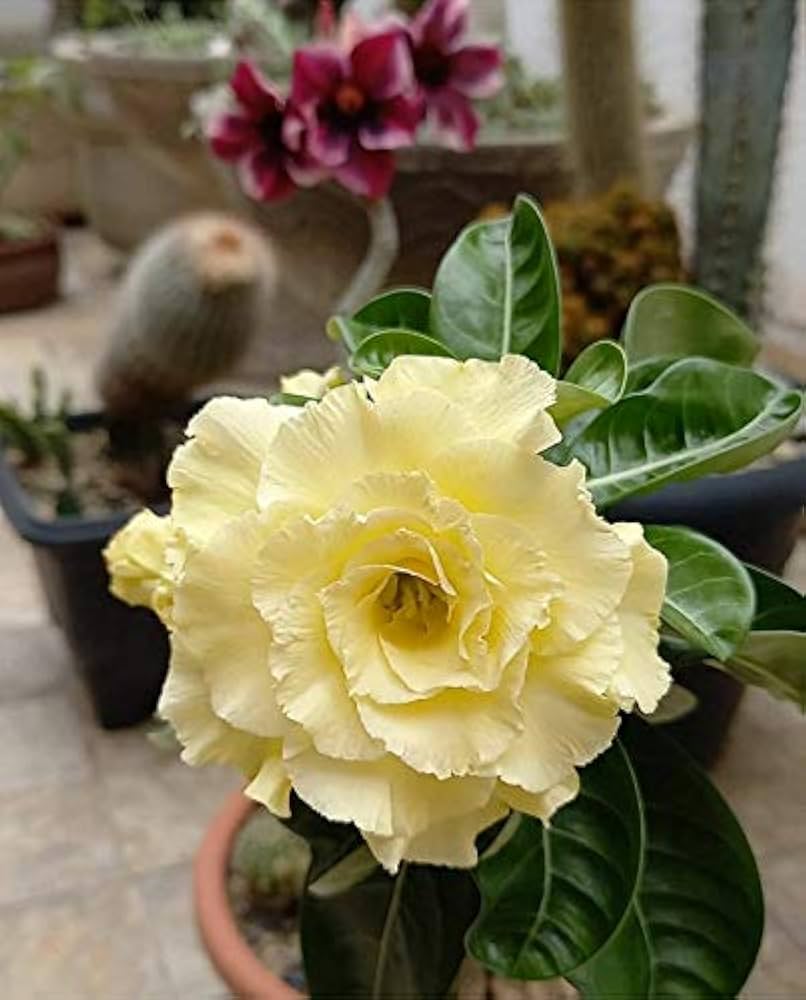 hell Gelb Wüstenrose Obesum Samen Blumensamen zur Aussaat Anzucht Traditionssorte & ohne Gentechnik Samen Hausgarten