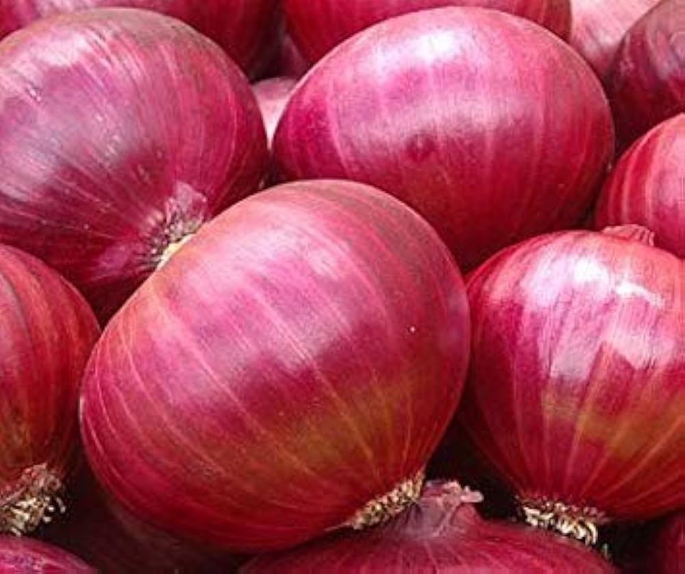 Rot Cepa Gemüsesamen für einfache Aussaat