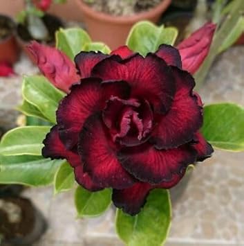 Schwarz adenium blume samen – exotic wildflower mix heirloom & nongmo for home garten
 
 sale for anpflanzung in home garten