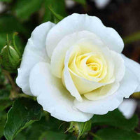 Weiß Rose Blumensamen zur Aussaat saisonal Dauerblüher Traditionssorte & ohne Gentechnik Samen Hausgarten
