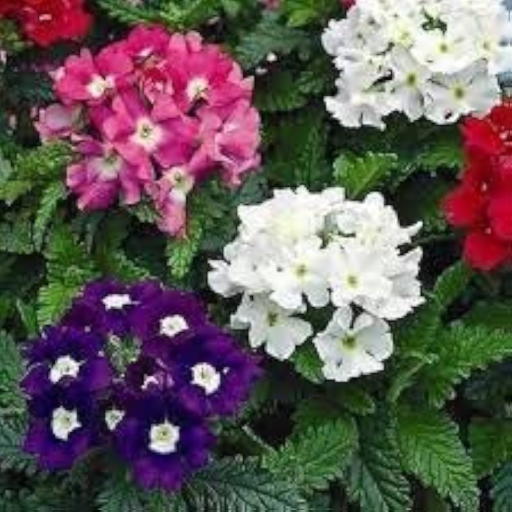 Eisenkraut mehrfarbige Blumensamen zur Aussaat