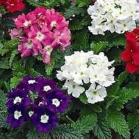 Eisenkraut mehrfarbige Blumensamen zur Aussaat