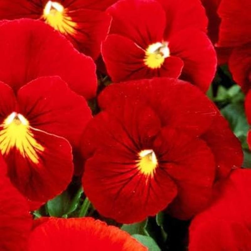 Rot pansy viola tricolor for blume bed or window box