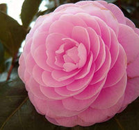 Kamelie Japonica Samen