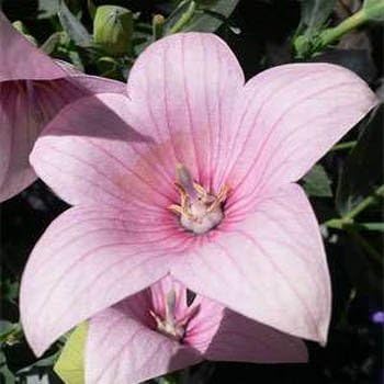 Balloon Blumensamen – Blau (Platycodon) einzigartig – Balloon-Shaped Blüten