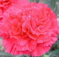 Rosa dianthus caryophyllus blume samen for anpflanzung - perfect for borders, heirloom & gmo free samen for home garten
 
 sale samen for home garten