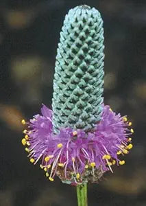 Lila Prairie Clover Samen leuchtend – Lila Blumen