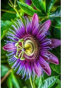 Lila Passion Blumensamen zur Aussaat – kompakt Wuchs – Traditionssorte & ohne Gentechnik Samen Hausgarten