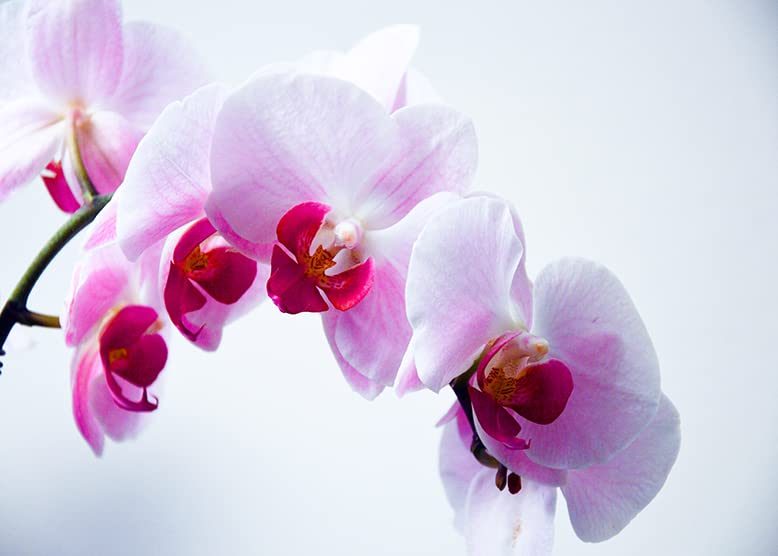 Mini Orchidee Schmetterlingsorchidee Bonsai Blumensamen
