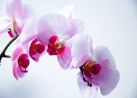 Mini Orchidee Schmetterlingsorchidee Bonsai Blumensamen