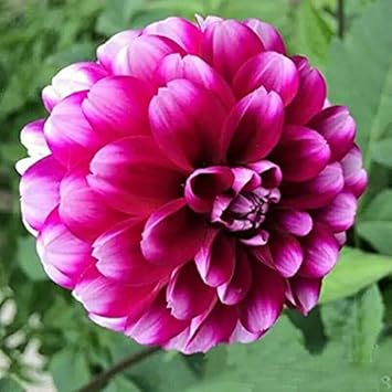 Dark rot gypsophila blume samen for anpflanzung garten favorite heirloom & gmo free samen for home garten
 
 sale for anpflanzung in home garten