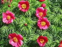 Fern Leaf Pfingstrose Paeonia spp Pflanze Samen zur Aussaat Blume Beet