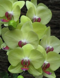 hell Grün Orchidee Blumensamen zur Aussaat – Anzucht Traditionssorte & ohne Gentechnik Samen Hausgarten